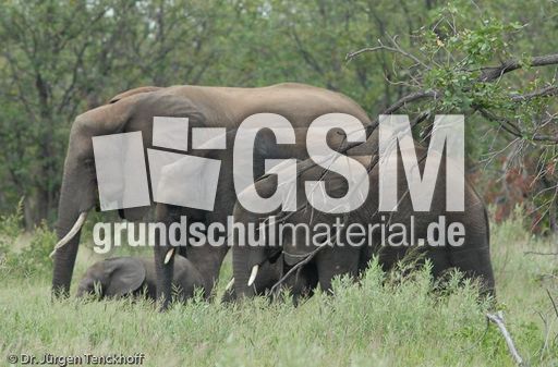 Afrikanischer Elefant (127 von 131).jpg